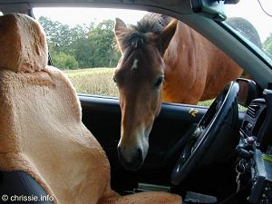 Reiten / Reiterbedarf : Halfter für Ihr Pferd